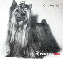  WILDWEIR TEN O'CLOCK SCHOLAR &mdash; Labaza DogPedigree YorkshireTerrier