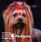 MOSKOVSKIY TALISMAN GLADYS ASTRA &mdash; Labaza DogPedigree YorkshireTerrier