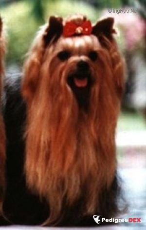  OPEN ARMS OF MILLMOOR &mdash; Labaza DogPedigree YorkshireTerrier