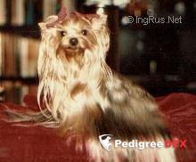 HARLEDA VON PAENBRUCH
