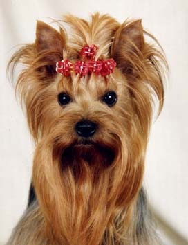  BAGGARDI LAKI &mdash; Labaza DogPedigree YorkshireTerrier