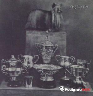  MARTYNWYNS SURPRISE OF ATHERLEIGH &mdash; Labaza DogPedigree YorkshireTerrier