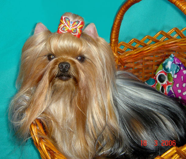  MINI SHOP VOU-A-LYA &mdash; Labaza DogPedigree YorkshireTerrier