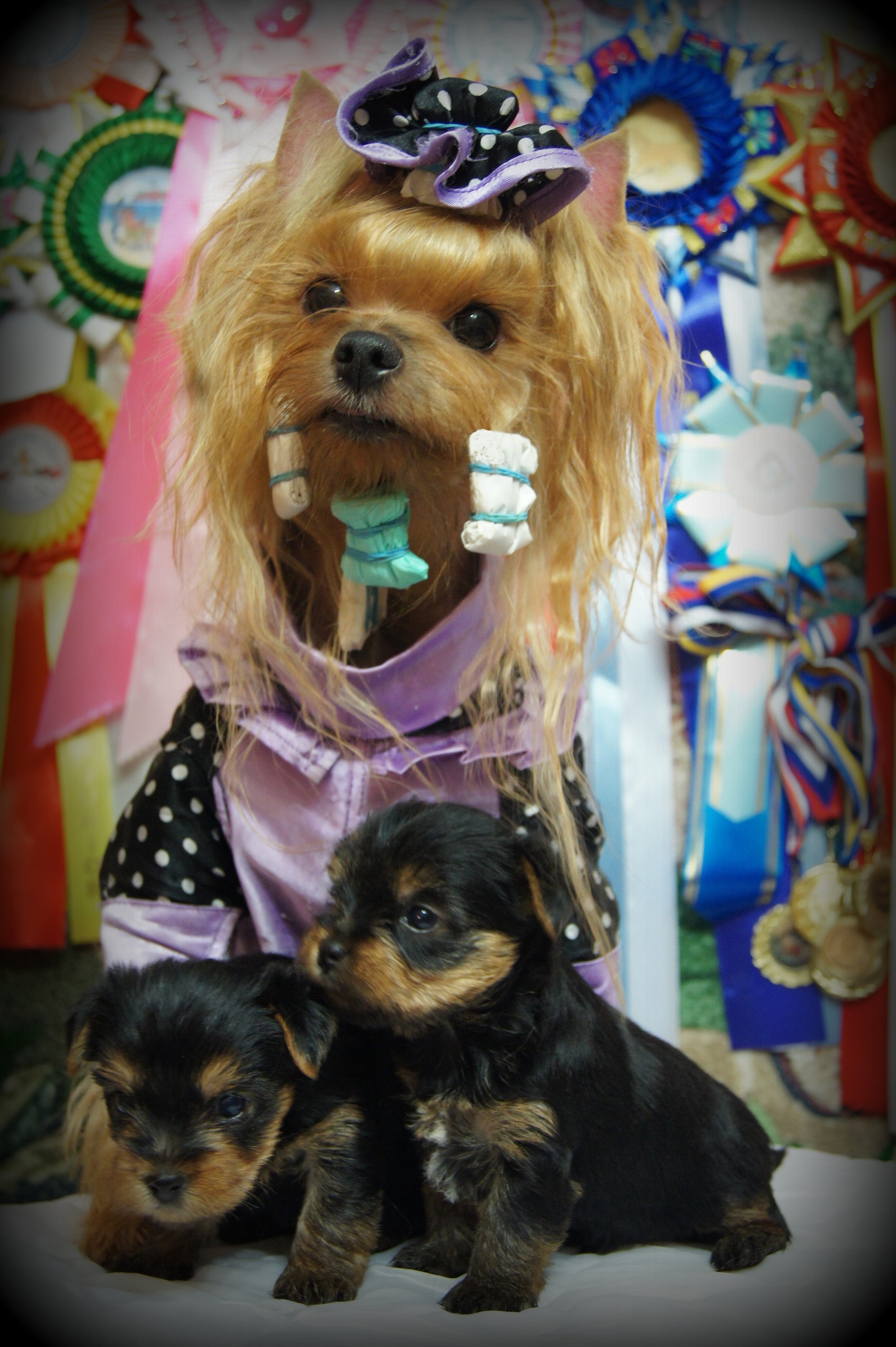 Emma`s Caprice NOELLE CHOKOLATE LADY EMMA'S CAPRICE &mdash; Labaza DogPedigree YorkshireTerrier