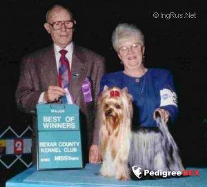  FIRACRES IN A LEAGUE OF HIS OWN &mdash; Labaza DogPedigree YorkshireTerrier