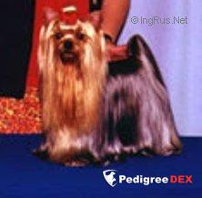  NICNAK'S B.M.W. COUPE AT SQUIRREL &mdash; Labaza DogPedigree YorkshireTerrier