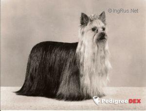 OZMILION ADMIRATION &mdash; Labaza DogPedigree YorkshireTerrier