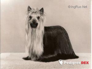  OZMILION KISSES OF FIRE &mdash; Labaza DogPedigree YorkshireTerrier