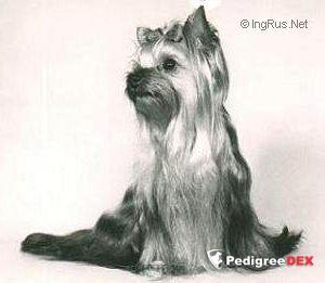DEBONAIRE'S THINK TWICE &mdash; Labaza DogPedigree YorkshireTerrier
