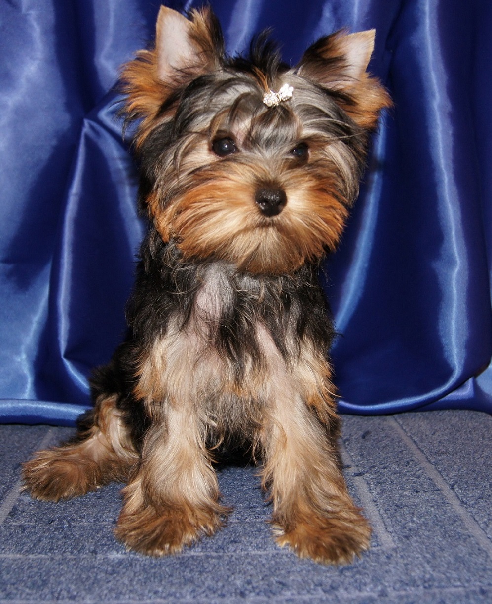 Emma`s Caprice NATALIE CHRISTMAS STAR EMMA'S CAPRICE &mdash; Labaza DogPedigree YorkshireTerrier
