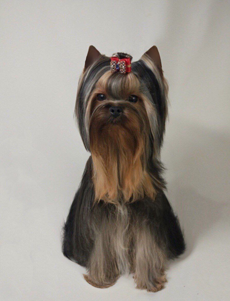 Emma`s Caprice D'ARTAGNAN EMMA'S CAPRICE &mdash; Labaza DogPedigree YorkshireTerrier