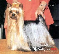 ROTHBY'S RANDALL BY PICO &mdash; Labaza DogPedigree YorkshireTerrier