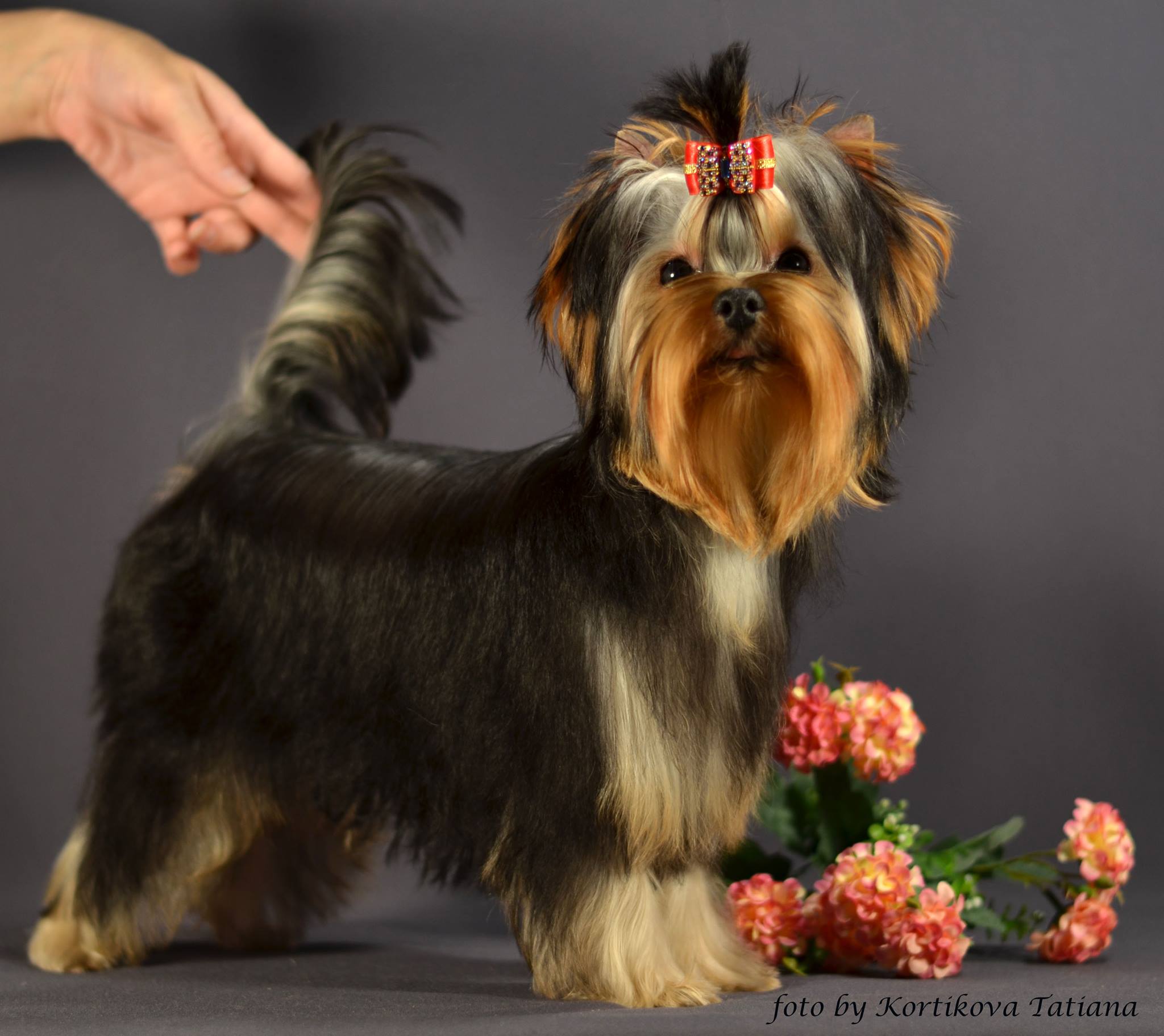 Emma`s Caprice ORNELLA RUSSIAN COQUETTE EMMA'S CAPRICE &mdash; Labaza DogPedigree YorkshireTerrier