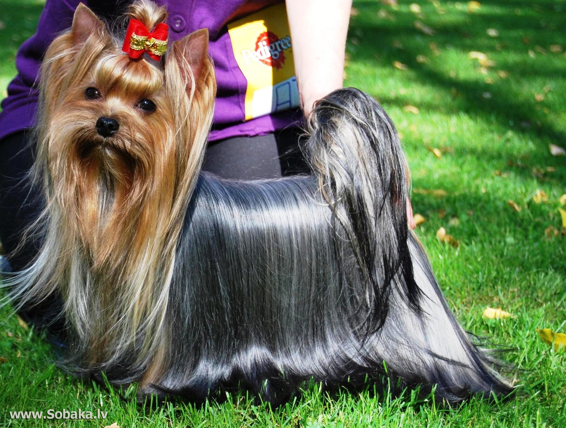 Zvezda Albiona ZVEZDA ALBIONA GOLDEN FLER &mdash; Labaza DogPedigree YorkshireTerrier
