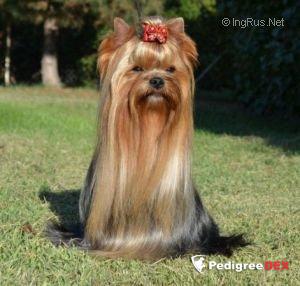 Durrer DURRER'S WHY STOP NOW &mdash; Labaza DogPedigree YorkshireTerrier