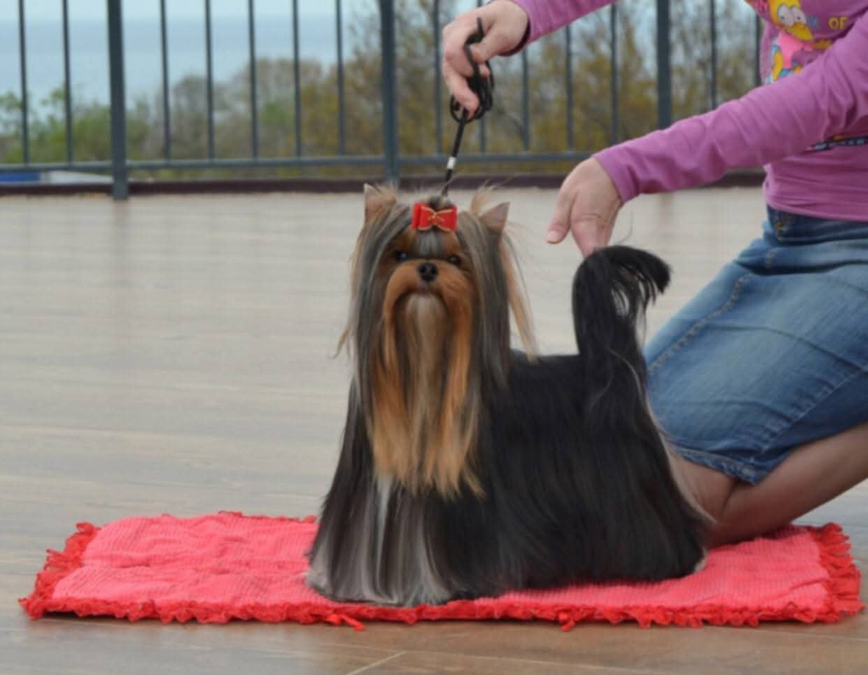 Emma`s Caprice FAINA YUKRAINA EMMA'S CAPRICE &mdash; Labaza DogPedigree YorkshireTerrier