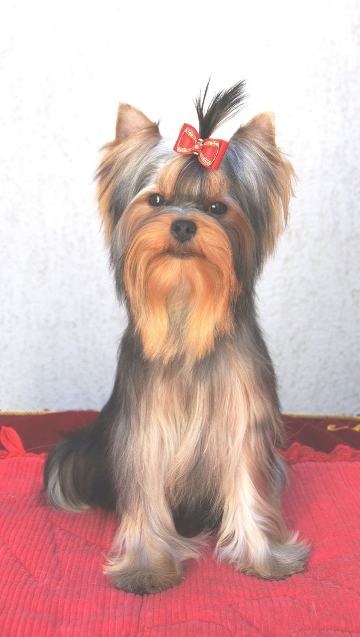 Emma`s Caprice FELICITA ABSOLUTA EMMA'S CAPRICE &mdash; Labaza DogPedigree YorkshireTerrier