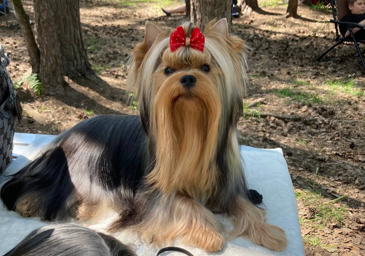 Emma`s Caprice LES SAISONS RUSSES EMMA'S CAPRICE &mdash; Labaza DogPedigree YorkshireTerrier