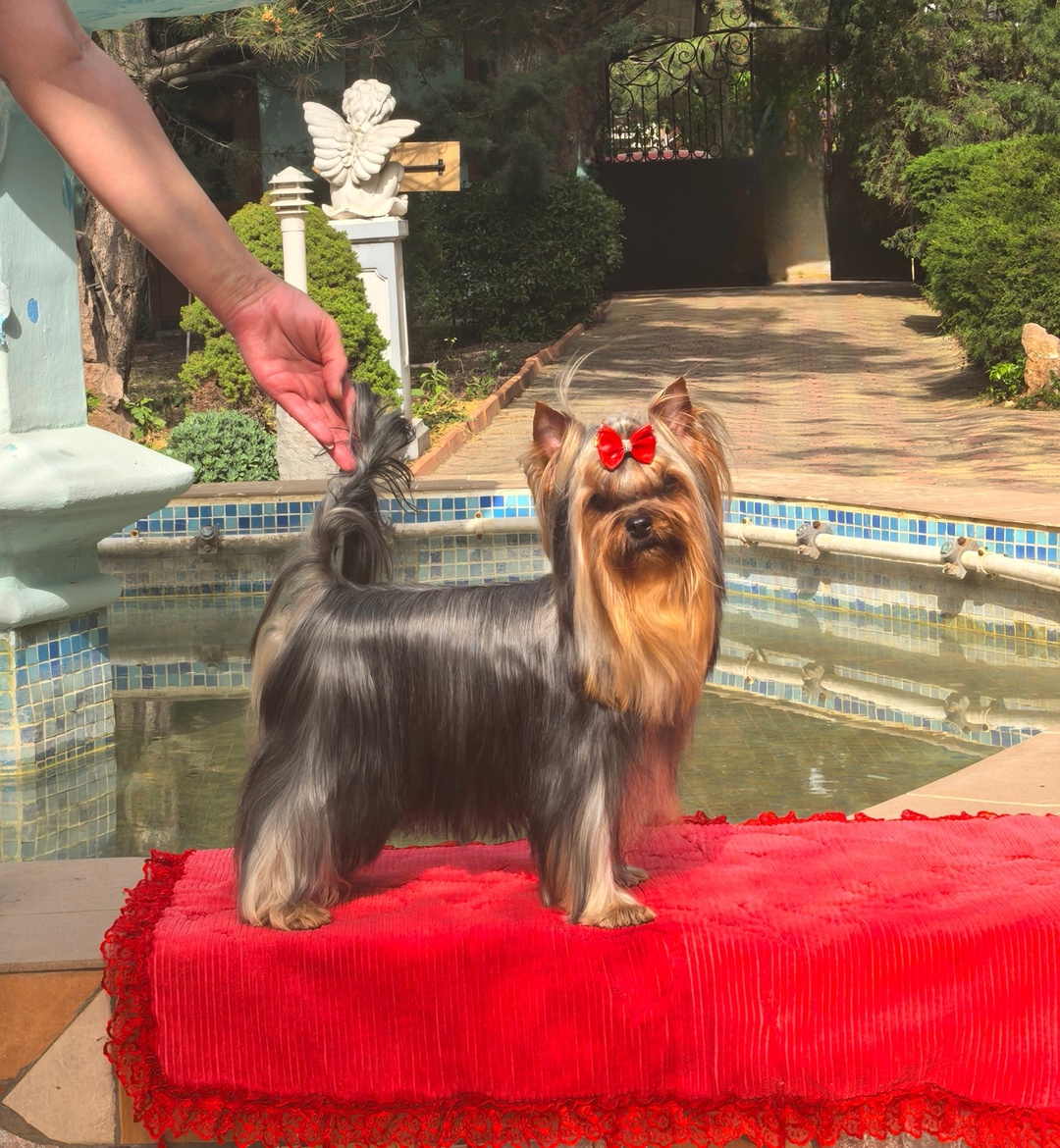 Emma`s Caprice POLAR STAR EMMA'S CAPRICE &mdash; Labaza DogPedigree YorkshireTerrier