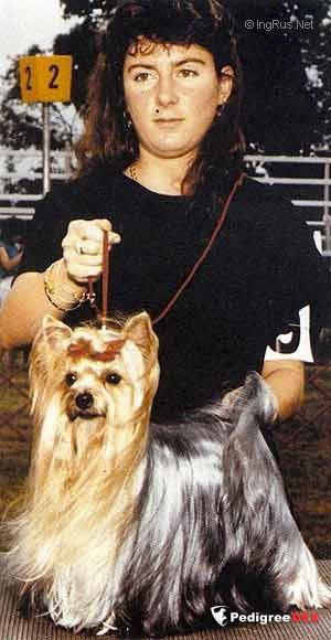  V.O. DE PENGHIBUR &mdash; Labaza DogPedigree YorkshireTerrier