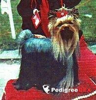  LITCHI OF MILLMOOR &mdash; Labaza DogPedigree YorkshireTerrier