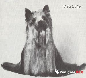  OZMILION TRUE DEDICATION &mdash; Labaza DogPedigree YorkshireTerrier