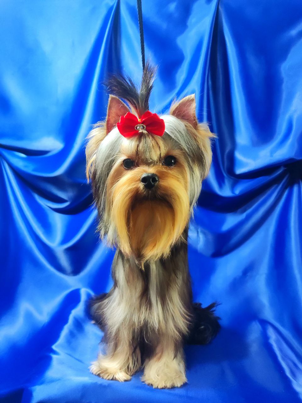 Emma`s Caprice ♂KATYUSHA'S VICTORY SALUTE EMMA'S CAPRICE &mdash; Labaza DogPedigree YorkshireTerrier