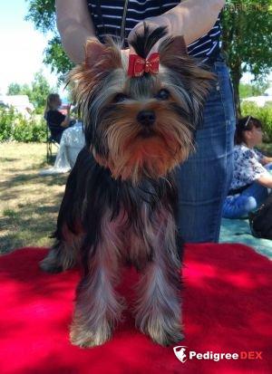 Emma`s Caprice EUPHORIA VIKTORIES EMMA'S CAPRICE &mdash; Labaza DogPedigree YorkshireTerrier
