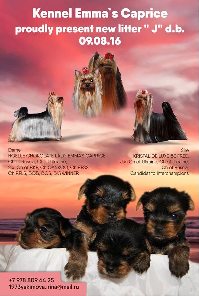 Emma`s Caprice JAMAICA NIGHT ROSE EMMA'S CAPRICE &mdash; Labaza DogPedigree YorkshireTerrier