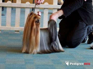 OLANTIT SHOW KODI IS BORN -TO- WIN &mdash; Labaza DogPedigree YorkshireTerrier