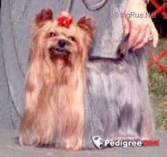 TURYANNE GREAT SCOTT &mdash; Labaza DogPedigree YorkshireTerrier