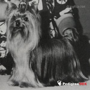  YORKBORO GOOD GOLLY MS MOLLY &mdash; Labaza DogPedigree YorkshireTerrier