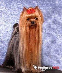 CAMPARIS SKYWALKER