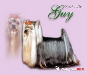  OZ'S RUBY SLIPPERS &mdash; Labaza DogPedigree YorkshireTerrier