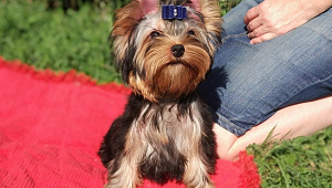 Emma`s Caprice AMERICAN APPLE PIE EMMA'S CAPRICE &mdash; Labaza DogPedigree YorkshireTerrier