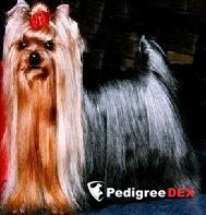  NICNAK'S HE'S A KEEPER &mdash; Labaza DogPedigree YorkshireTerrier