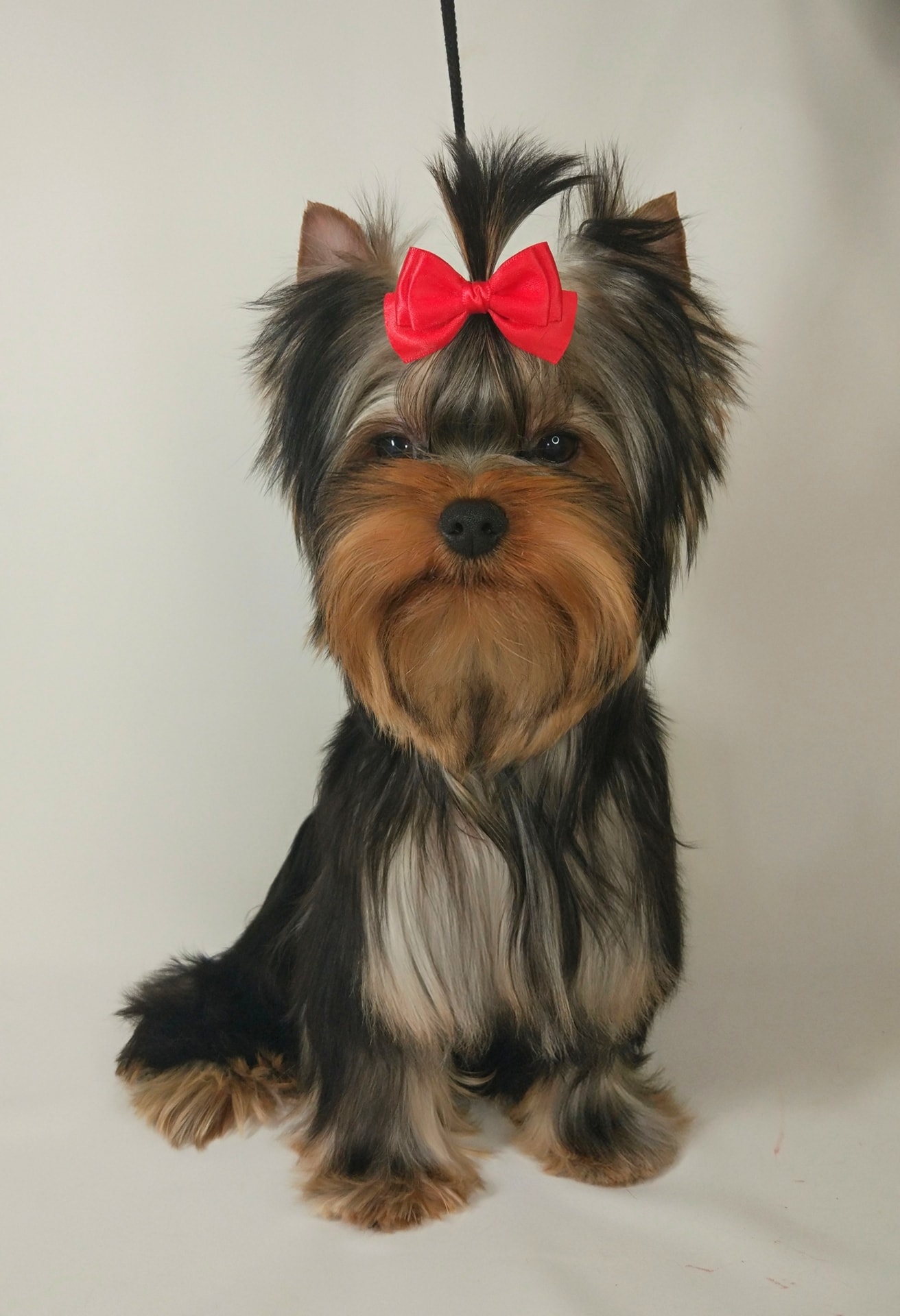 Emma`s Caprice LEGEND OF BLACK SEA &mdash; Labaza DogPedigree YorkshireTerrier