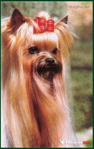  TURYANNE GYPSY DANCER &mdash; Labaza DogPedigree YorkshireTerrier