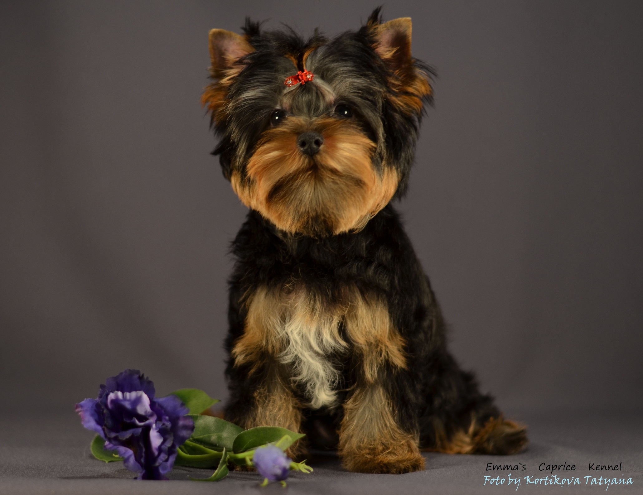 Emma`s Caprice LET IT SNOW EMMA'S CAPRICE &mdash; Labaza DogPedigree YorkshireTerrier