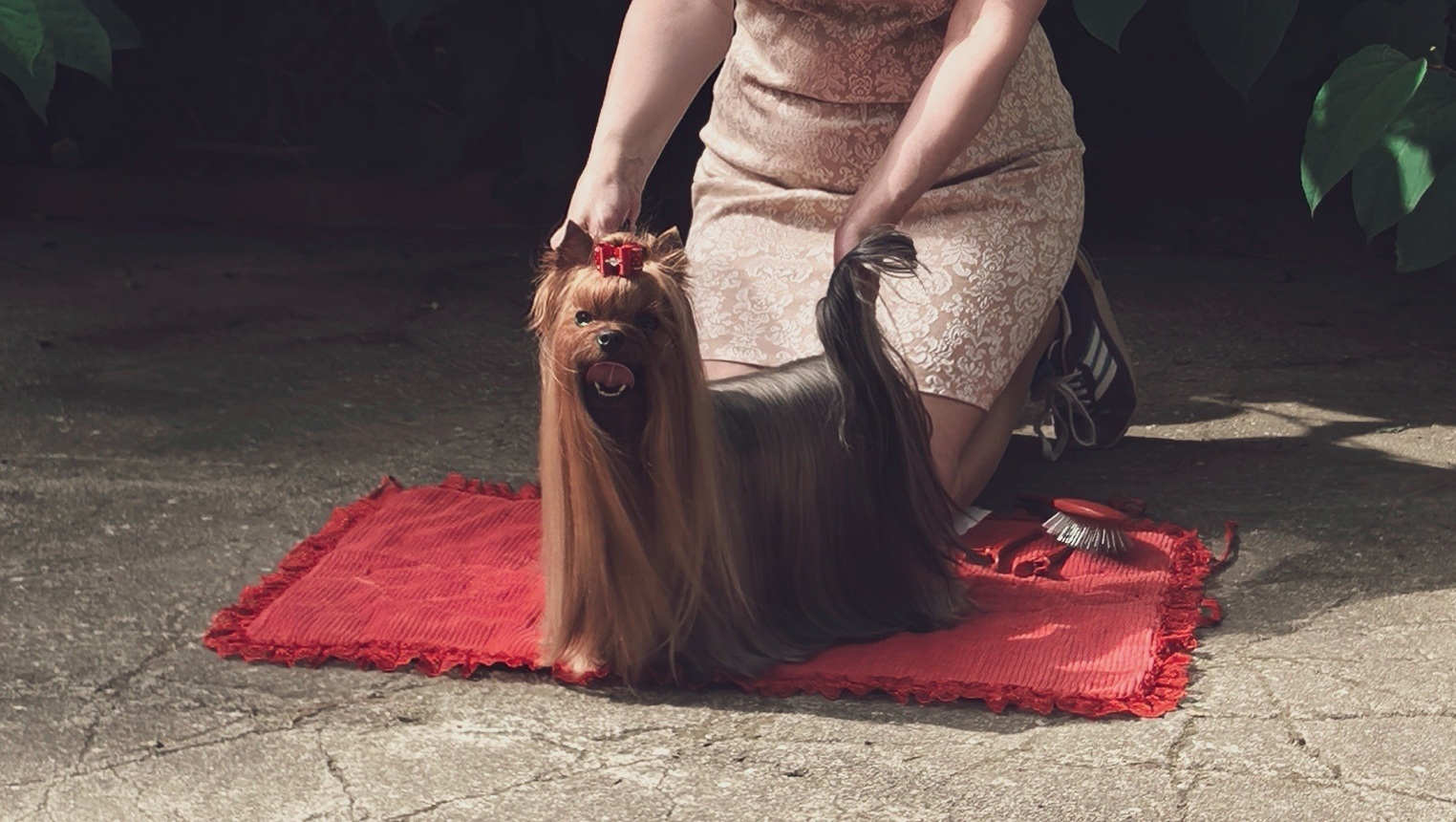 Emma`s Caprice HERMIONE GRANGER EMMA'S CAPRICE &mdash; Labaza DogPedigree YorkshireTerrier