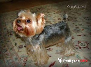Durrer DURRER'S LUCK WINS THE DRAW &mdash; Labaza DogPedigree YorkshireTerrier