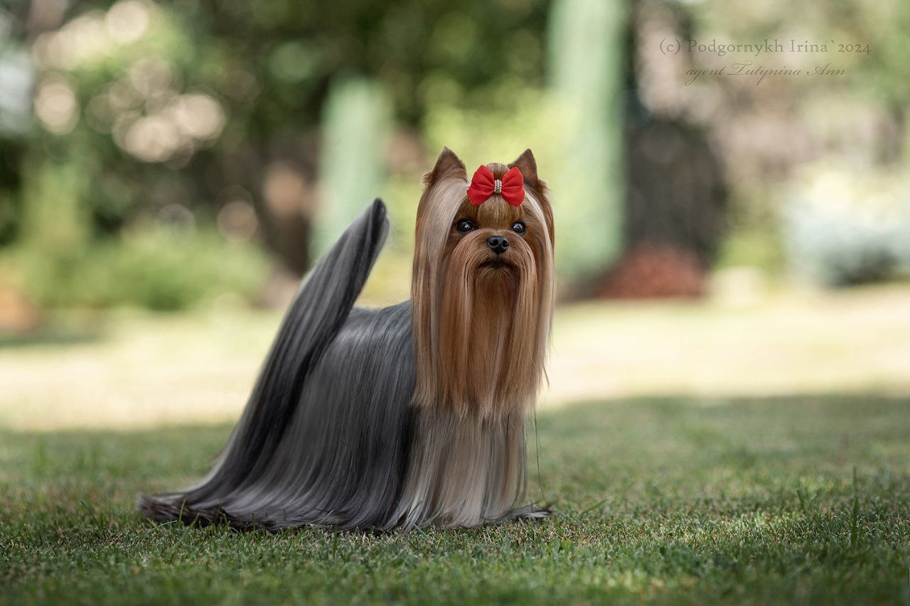 Emma`s Caprice HIGH-FLYING BY EMMA'S CAPRICE &mdash; Labaza DogPedigree YorkshireTerrier