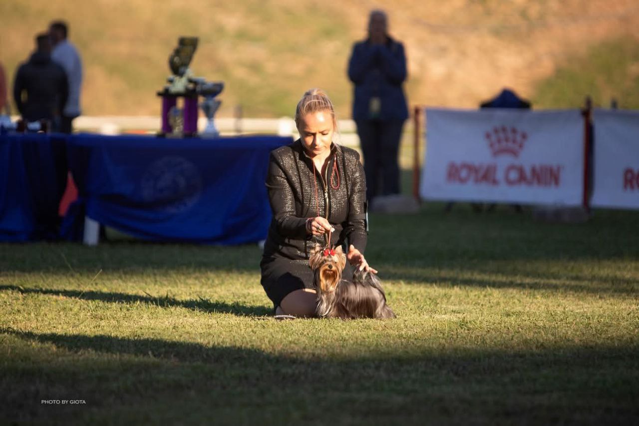Emma`s Caprice HARMONY AND BEAUTY EMMA`S CAPRICE &mdash; Labaza DogPedigree YorkshireTerrier