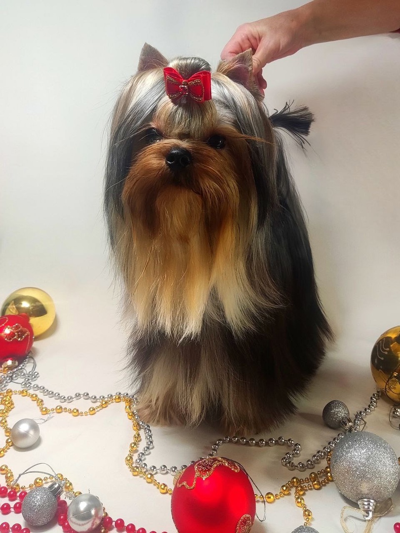 Emma`s Caprice IMPOSSIBLE IS POSSIBLE EMMA'S CAPRICE &mdash; Labaza DogPedigree YorkshireTerrier