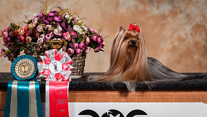 Emma`s Caprice PRECIOUS CHOISE EMMA'S CAPRICE &mdash; Labaza DogPedigree YorkshireTerrier