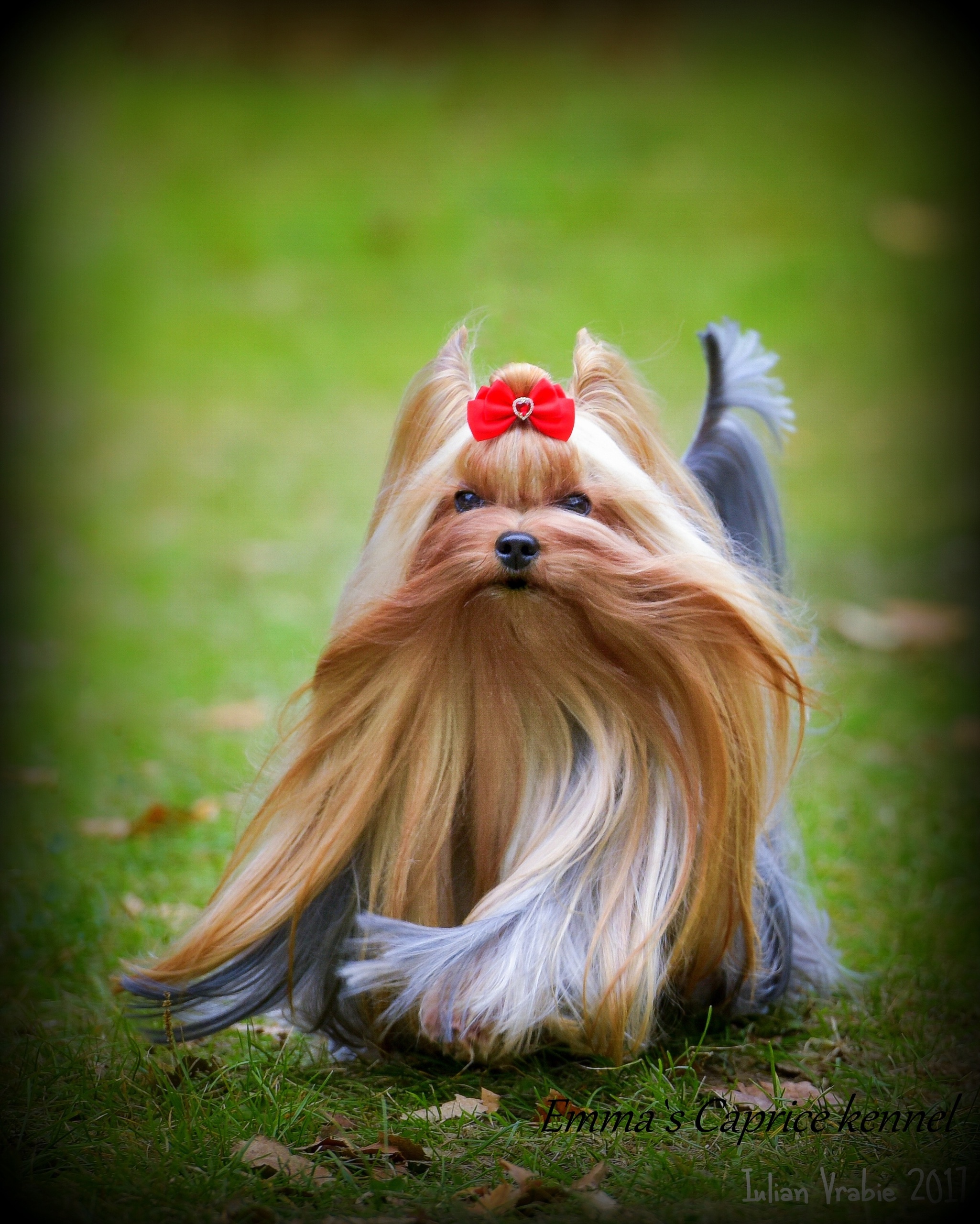 Emma`s Caprice CHOISE OF THE QUEEN EMMA'S CAPRICE &mdash; Labaza DogPedigree YorkshireTerrier