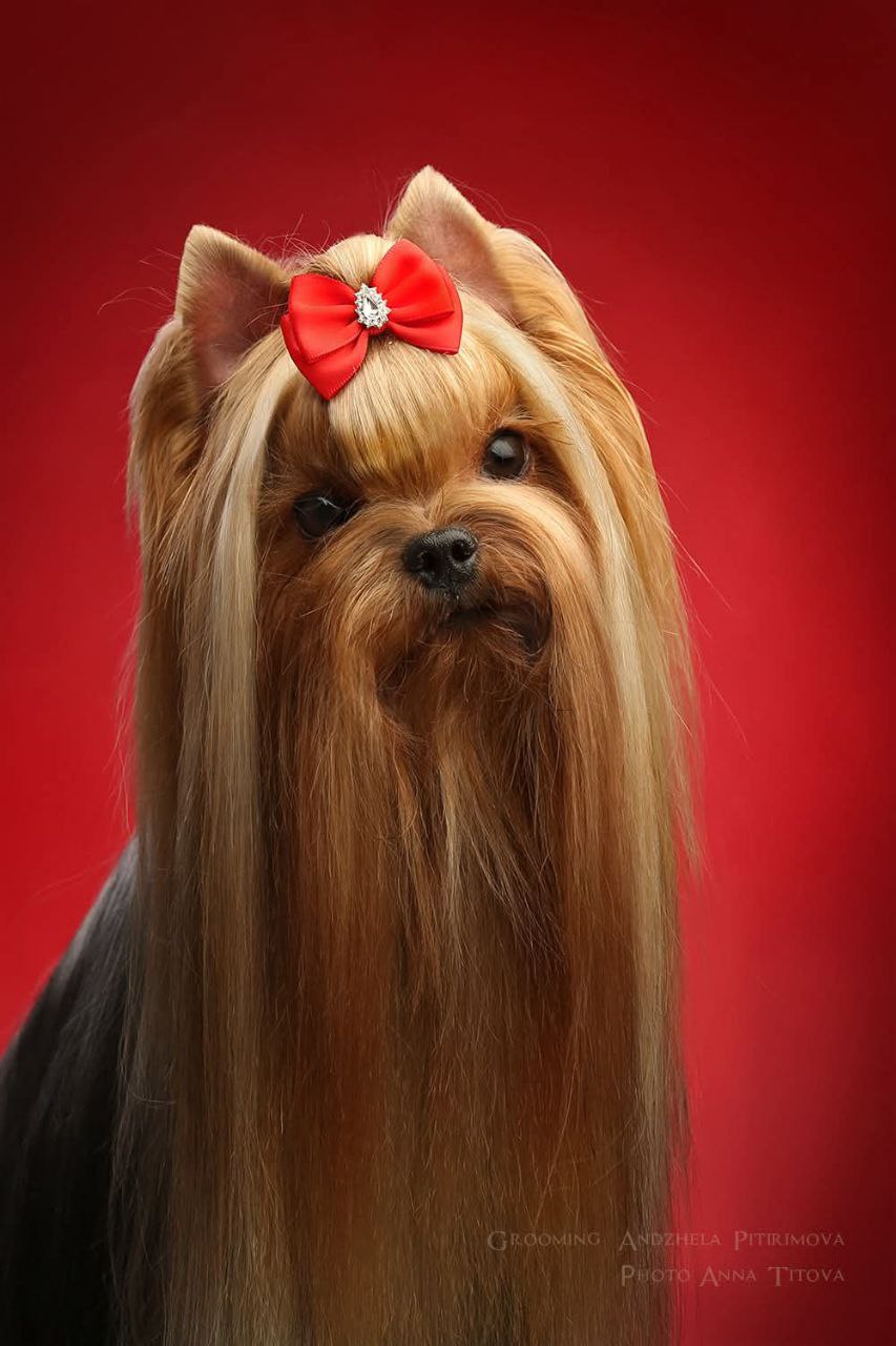 Emma`s Caprice PANNA KOTTA EMMA'S CAPRICE &mdash; Labaza DogPedigree YorkshireTerrier