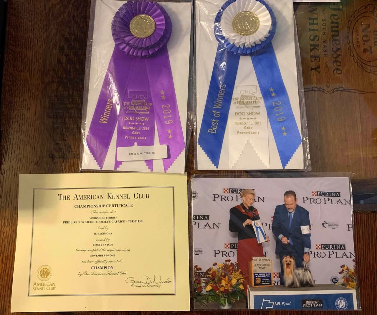 Emma`s Caprice PRIDE AND PREJUDICE EMMA'S CAPRICE &mdash; Labaza DogPedigree YorkshireTerrier