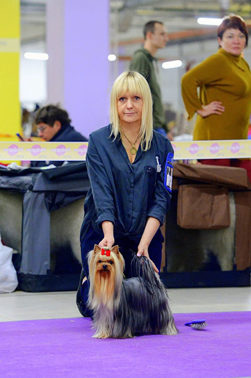 Emma`s Caprice JAMES BOND BY EMMA'S CAPRICE &mdash; Labaza DogPedigree YorkshireTerrier