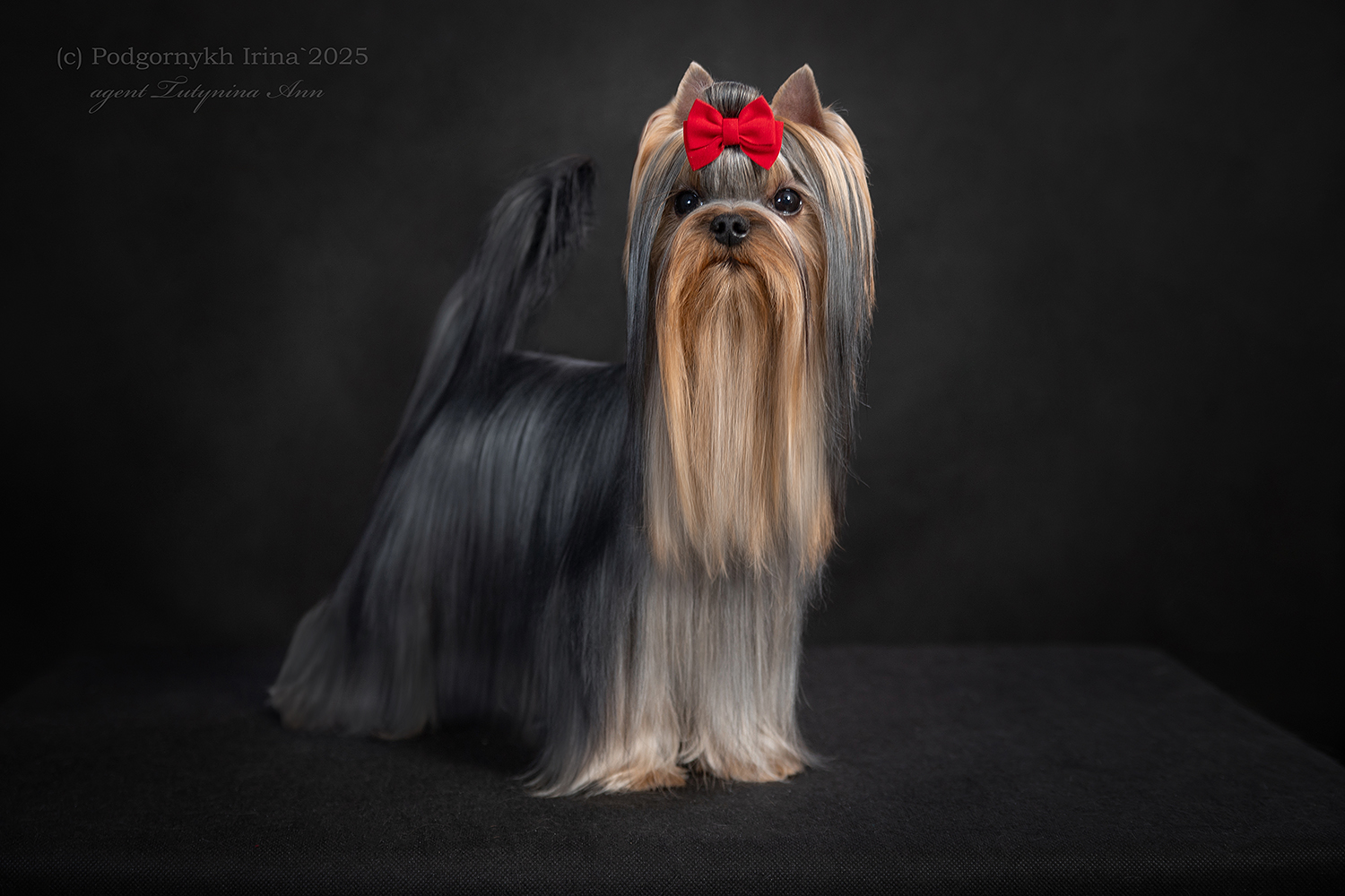 DALI KEY DALI KEY TRUFEL &mdash; Labaza DogPedigree YorkshireTerrier